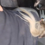 ������� ���������