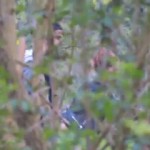 ���� �������. ������ �� �� �����.