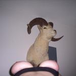 ���� �������� ���