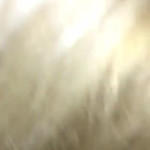 ����� �� ����� ��������