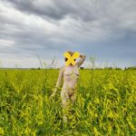 ������� ����