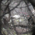 ������� ������