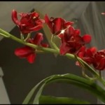 ������ ������