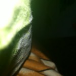 ���������� � ����