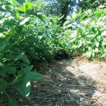 �������� ��������.