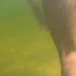 ������, ���� � ��������� �������.