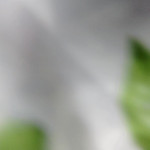 �������� �����