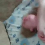 ������ ����