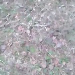 �������� ��� ������