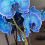 ������ ��� ������