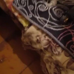 ��� ����� ���.