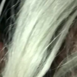 ���� ���� ������� ������