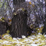 ������ � �������