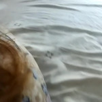 ��� � ��� ����� �����