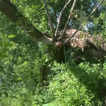 ���� ������ ���� �� �������