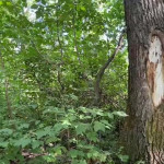 ��������� ������ �� �������