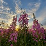 �������� �� �������